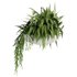 Indoorplants-Hanging plants set-82 - Thumbnail 5
