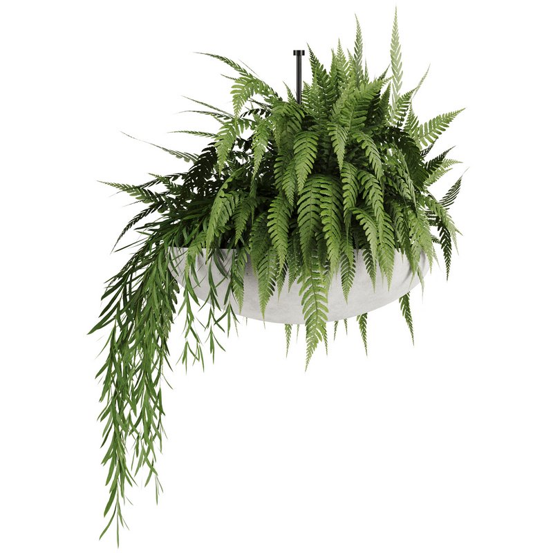 Indoorplants-Hanging plants set-82 - Image 5