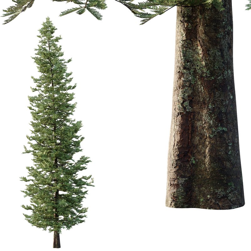 spruce tree13 - Image 2