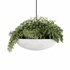 Indoorplants-Hanging plants set-82 - Thumbnail 7