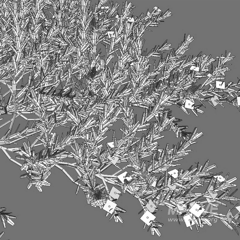 Myoporum Parvifolium- Yareena - Image 3