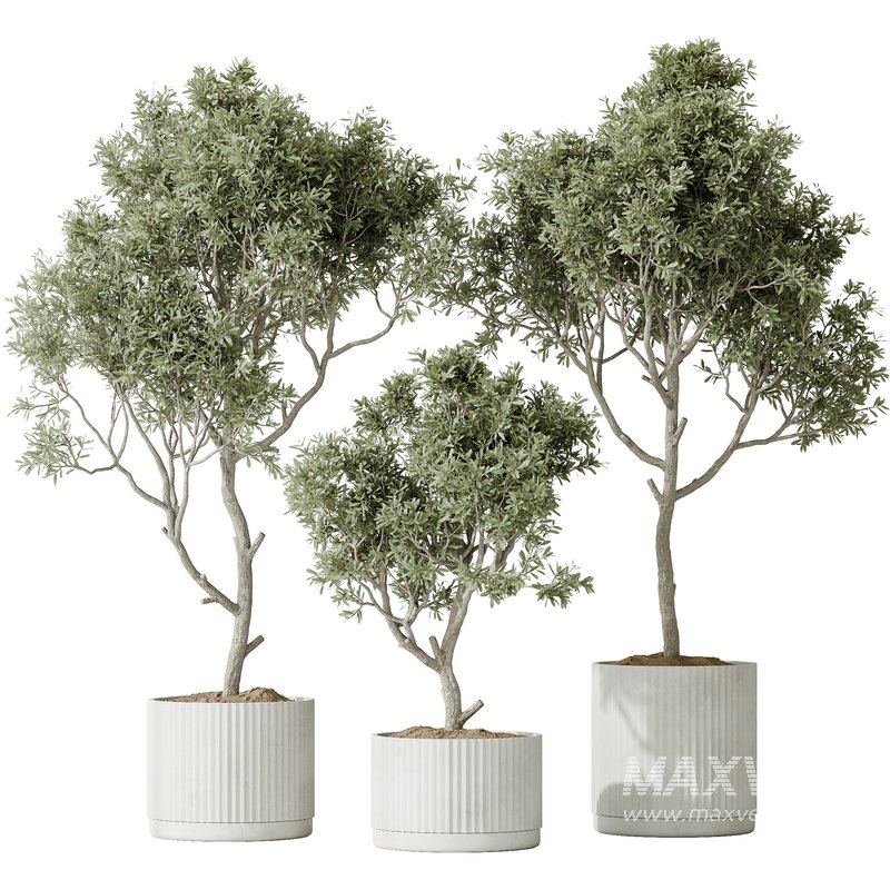 AV Indoor plants set 128 Mission Kalamata Leccino Arbequina Wilsonii Chemlali Olive Set - Image 1