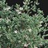 Arctostaphylos glauca ?C Big Berry Manzanita - Thumbnail 2