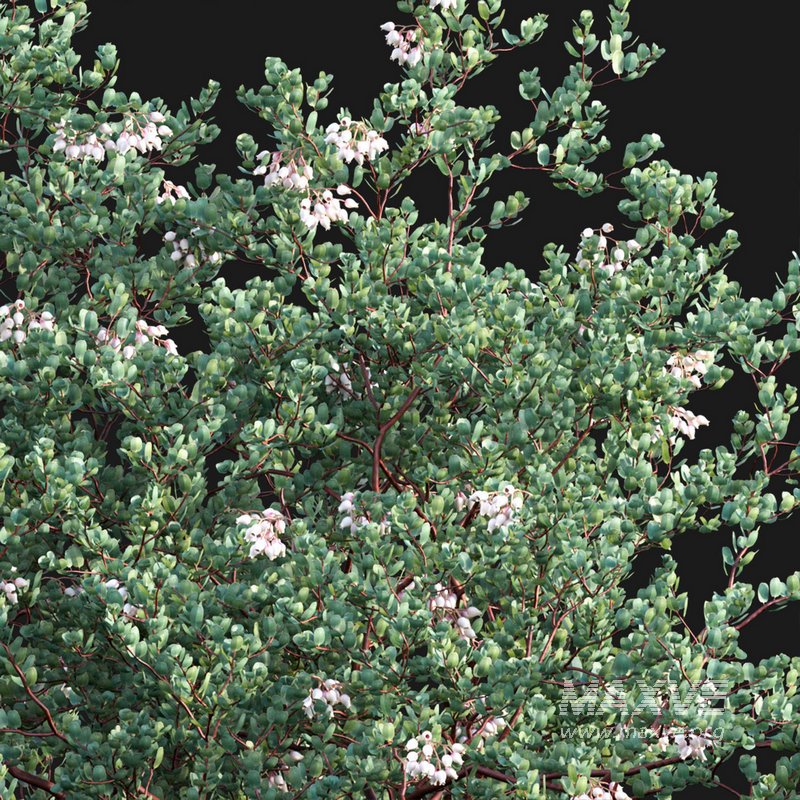 Arctostaphylos glauca ?C Big Berry Manzanita - Image 2