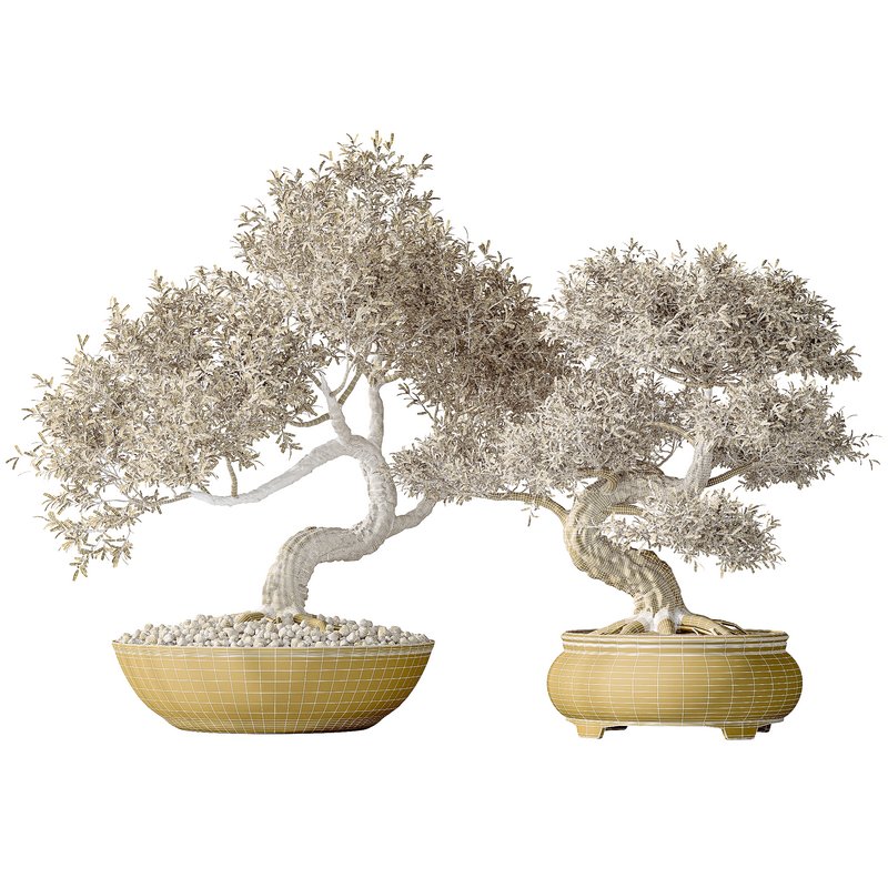 AV Indoor plants set 127 Mission Kalamata Leccino Arbequina Wilsonii Chemlali Olive Set - Image 9