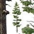 Pinus tree003 - Thumbnail 3