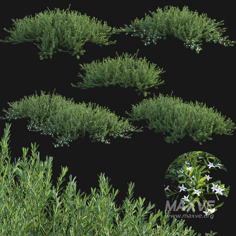 Myoporum Parvifolium- Yareena - Image 1