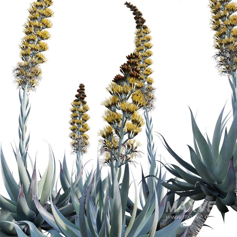 Agave Blue Flame - Image 3