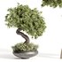 indoor plant Set Bonsai 127 - Thumbnail 1