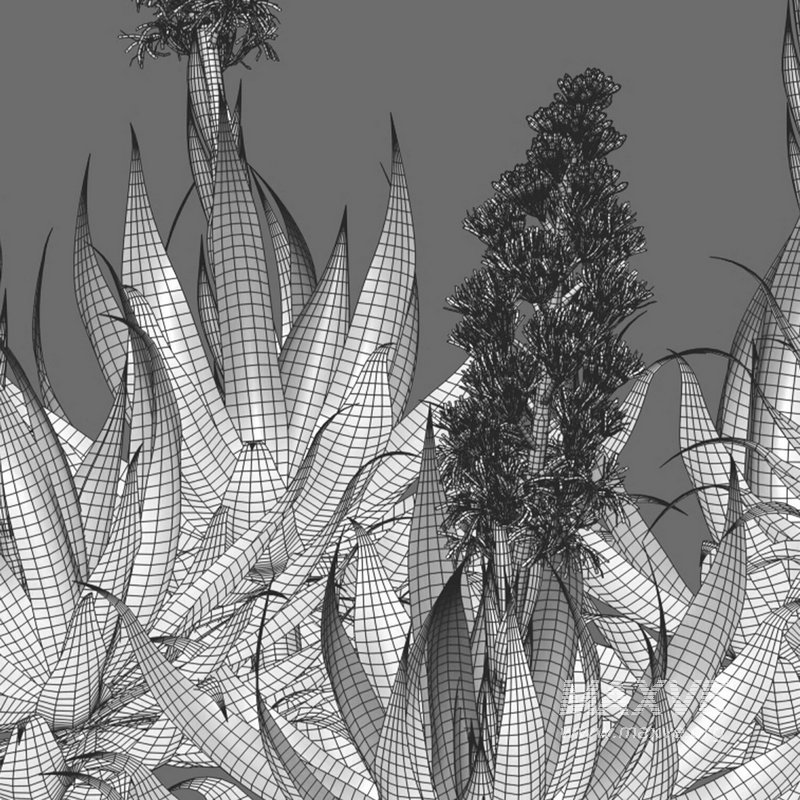 Agave Blue Flame - Image 4