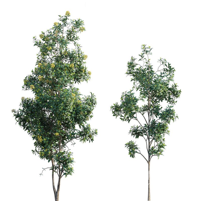 Lemonwood Tree – Pittosporum eugenioides 02 - Image 1