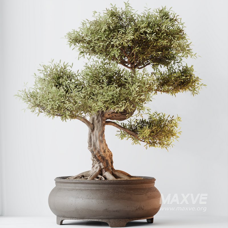 AV Indoor plants set 127 Mission Kalamata Leccino Arbequina Wilsonii Chemlali Olive Set - Image 2