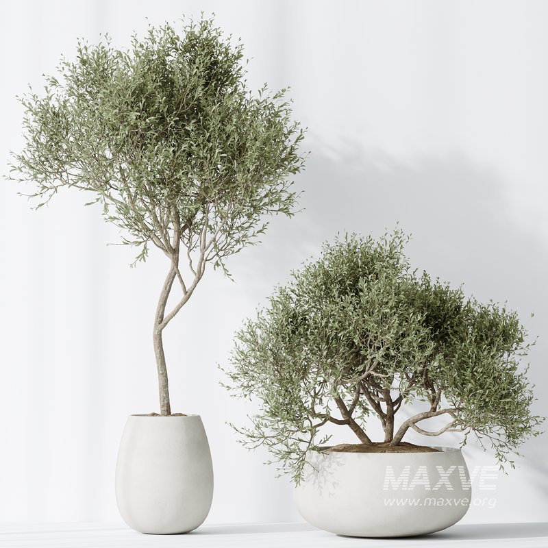 AV Indoor plants set 128 Mission Kalamata Leccino Arbequina Wilsonii Chemlali Olive Set - Image 4