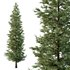 spruce tree13 - Thumbnail 1