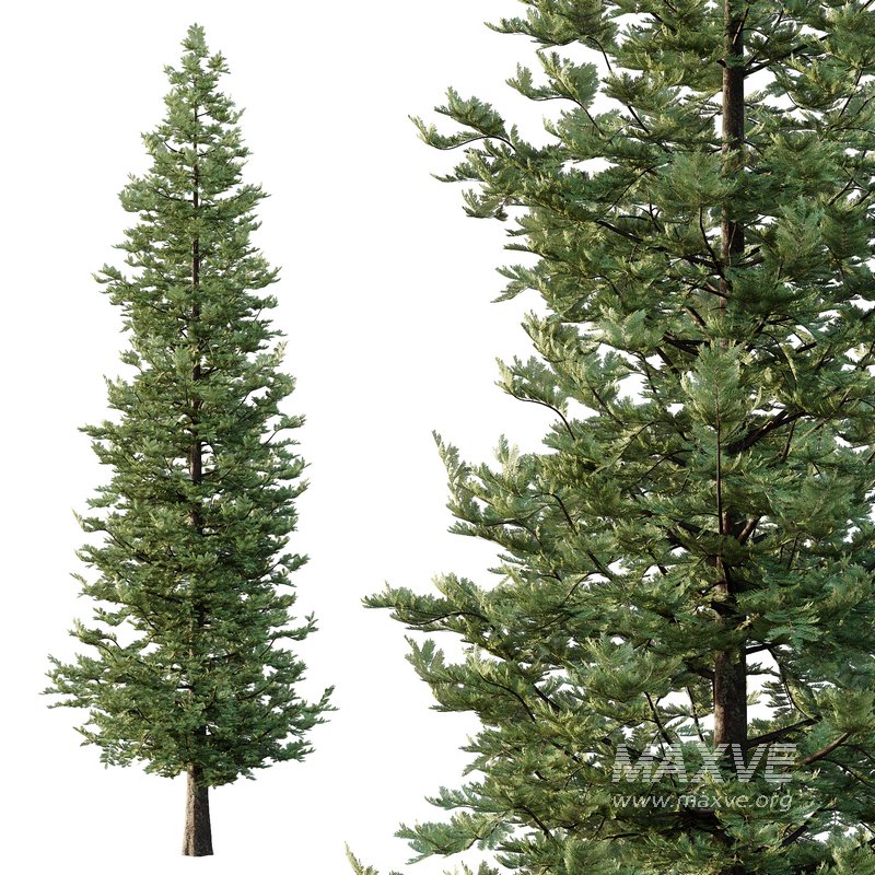 spruce tree13 - Image 1