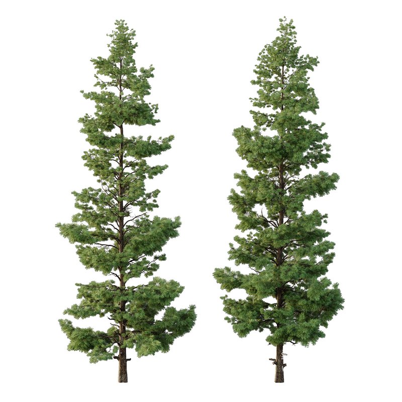 Pinus tree002 - Image 1