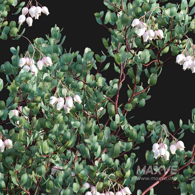 Arctostaphylos glauca ?C Big Berry Manzanita 02 - Image 3