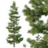 Pinus tree002 - Thumbnail 3