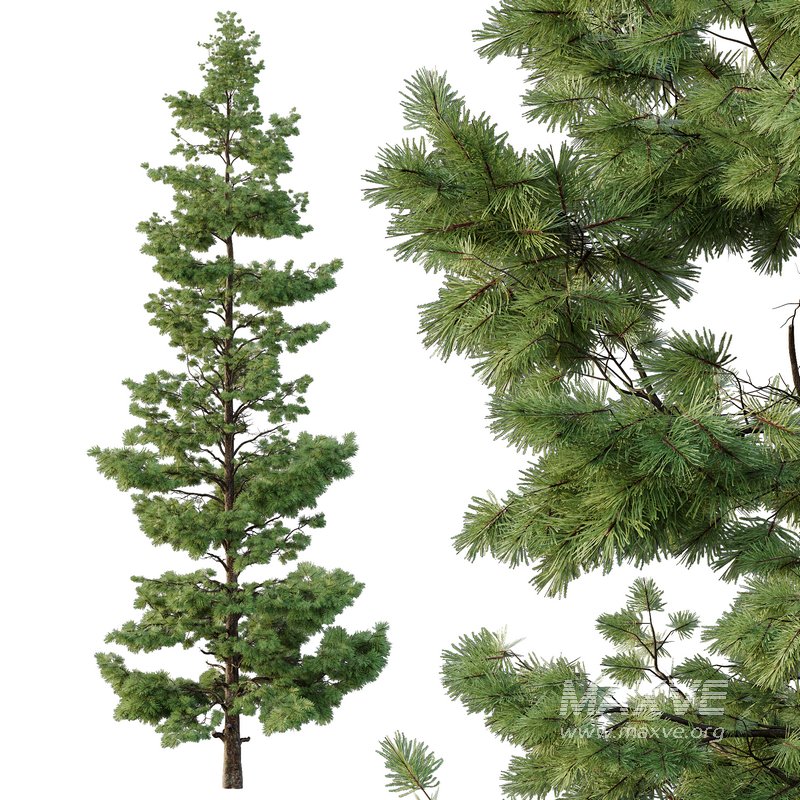 Pinus tree002 - Image 3