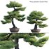 Pinus sylvestris – Scotch Pine – 02 - Thumbnail 1