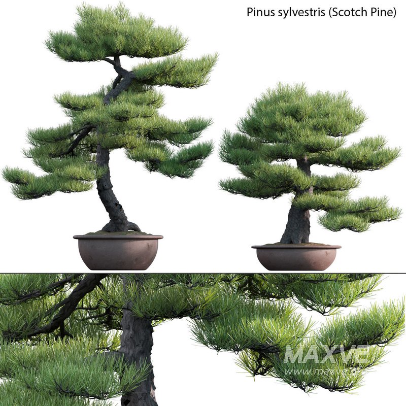 Pinus sylvestris – Scotch Pine – 02 - Image 1