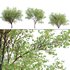 Prosopis Chilensis – Chilean Mesquite – Group 02 - Thumbnail 1