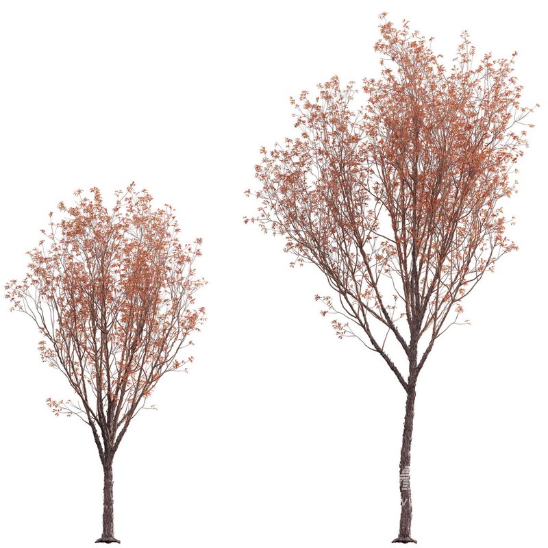 Acer Griseum – Paperbark Maple 02 - Image 1