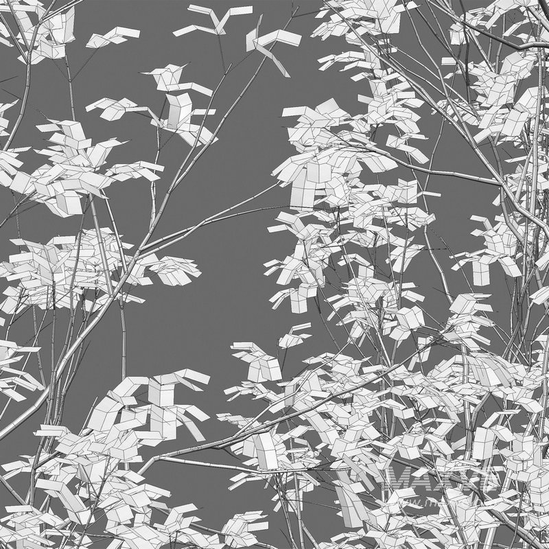 Acer Griseum – Paperbark Maple 02 - Image 4