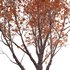 Acer Griseum – Paperbark Maple 02 - Thumbnail 3