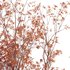 Acer Griseum – Paperbark Maple - Thumbnail 3