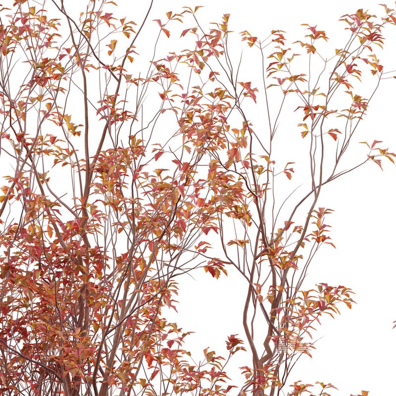 Acer Griseum – Paperbark Maple - Image 3