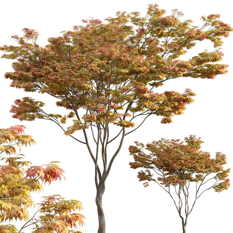 Acer palmatum – Japanese maple 01 - Image 1