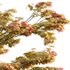 Acer palmatum – Japanese maple 01 - Thumbnail 2