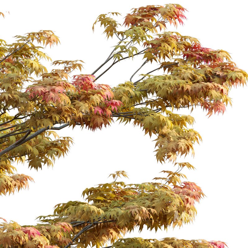 Acer palmatum – Japanese maple 01 - Image 2