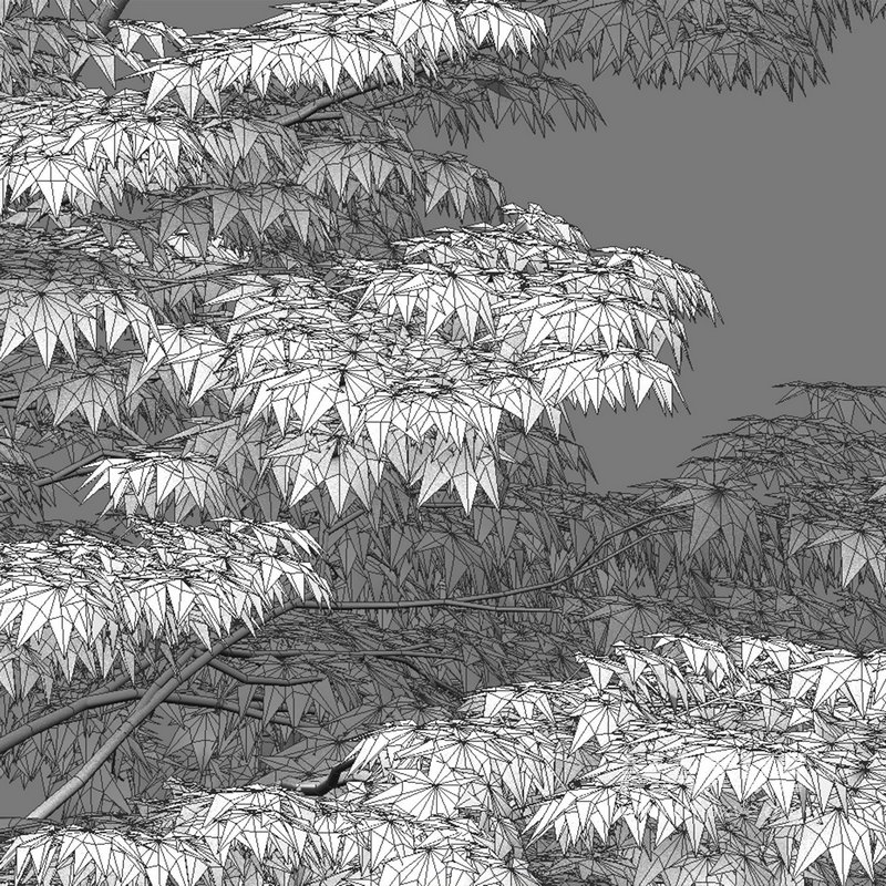 Acer palmatum – Japanese maple 01 - Image 3