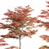 Acer palmatum – Japanese maple 02 - Thumbnail 1