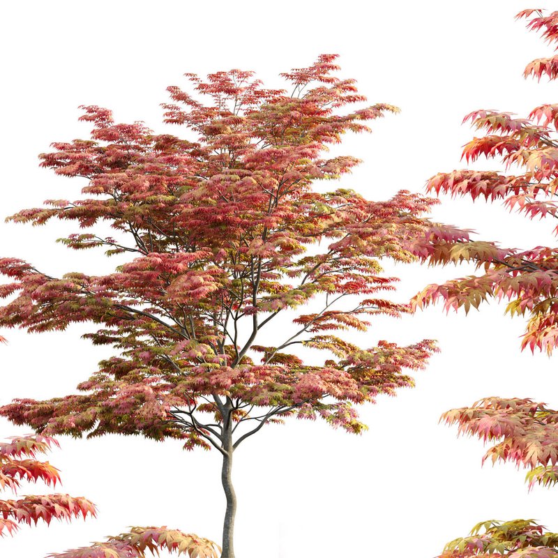 Acer palmatum – Japanese maple 02 - Image 1