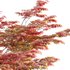 Acer palmatum – Japanese maple 02 - Thumbnail 2