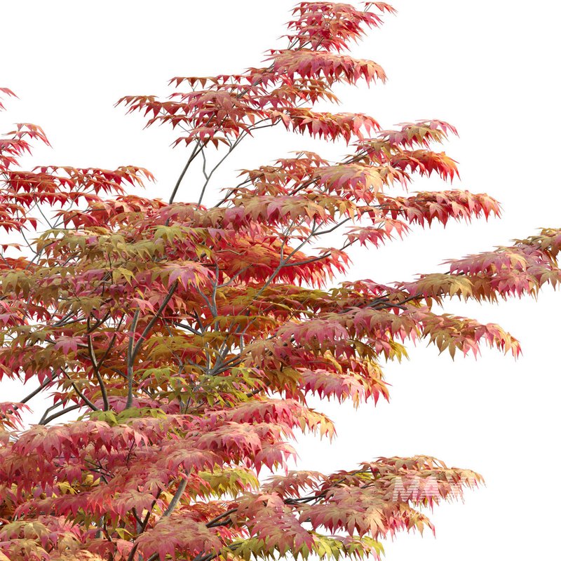 Acer palmatum – Japanese maple 02 - Image 2