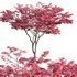Acer palmatum – Japanese maple 03 - Thumbnail 1