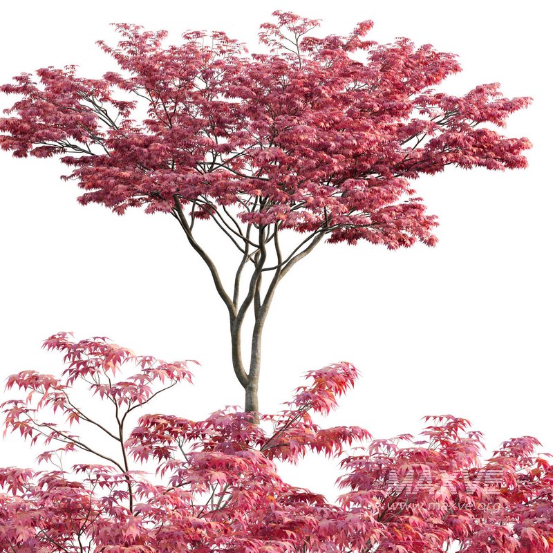 Acer palmatum – Japanese maple 03 - Image 1