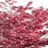 Acer palmatum – Japanese maple 03 - Thumbnail 2