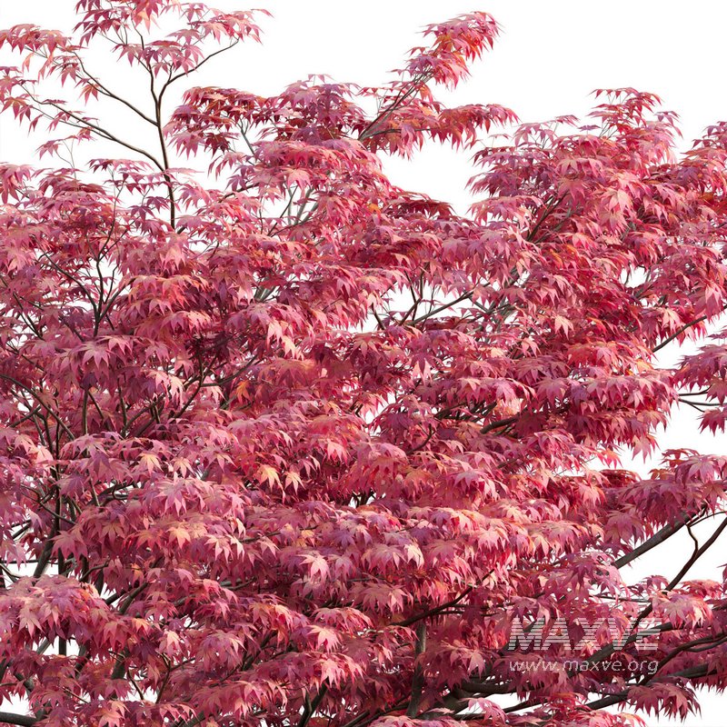 Acer palmatum – Japanese maple 03 - Image 2