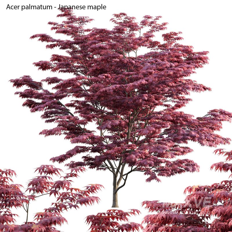 Acer palmatum – Japanese maple 04 - Image 1