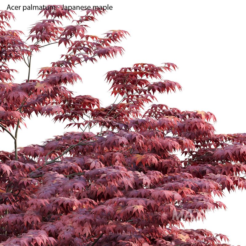 Acer palmatum – Japanese maple 04 - Image 2