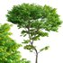 Acer palmatum – Japanese maple 05 - Thumbnail 1