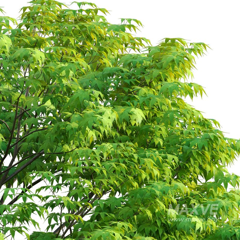 Acer palmatum – Japanese maple 05 - Image 2