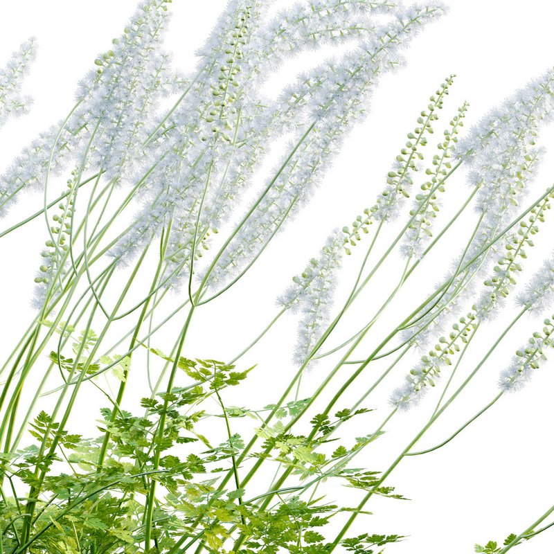 Actaea matsumurae – White Pearl - Image 6