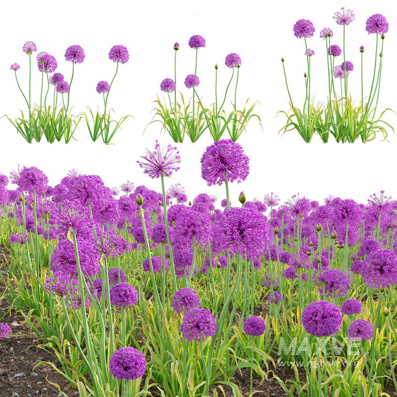 Allium hollandicum – Purple Sensation – Ornamental Onion 02 - Image 1