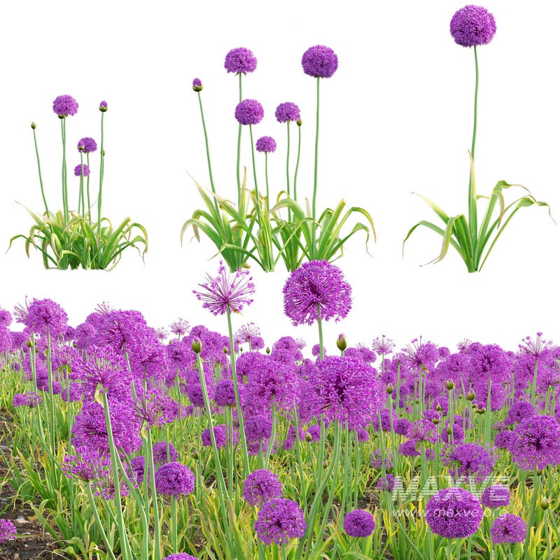 Allium hollandicum – Purple Sensation – Ornamental Onion - Image 1